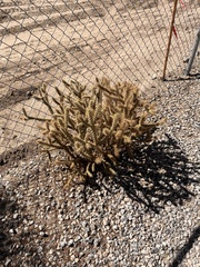 Cylindropuntia echinocarpa