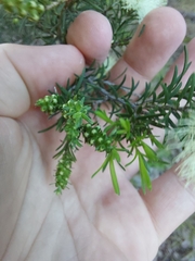 Melaleuca ericifolia