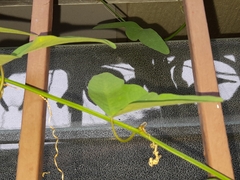 Passiflora misera