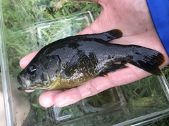 Lepomis macrochirus × cyanellus