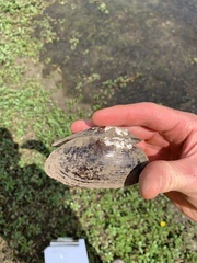 Uniomerus tetralasmus