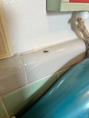 Camponotus floridanus