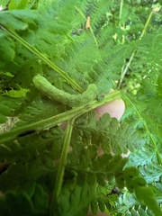 Euplexia benesimilis