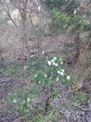 Melaleuca ericifolia