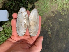 Uniomerus tetralasmus