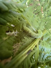 Euplexia benesimilis