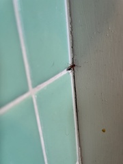 Camponotus floridanus