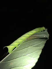 Sphinx kalmiae