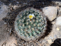 Pediocactus simpsonii
