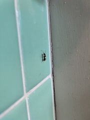 Camponotus floridanus