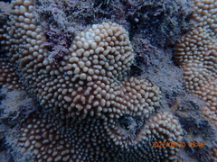 Montipora danae
