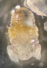 Sphaeroma papillae