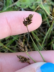 Carex duriuscula