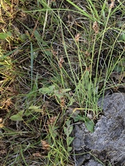 Carex duriuscula