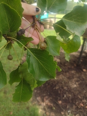 Pyrus calleryana