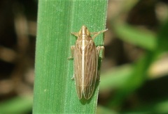 Stenocranus minutus
