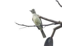 Elaenia flavogaster