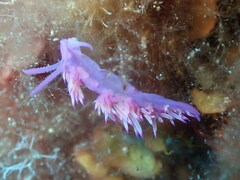 Flabellina affinis