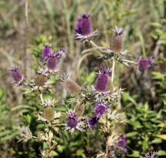 Eryngium leavenworthii