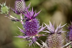 Eryngium leavenworthii