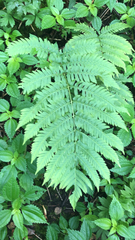 Dryopteris goldieana