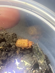 Bolitotherus cornutus