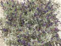 Psorothamnus arborescens minutifolius