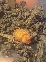 Bolitotherus cornutus