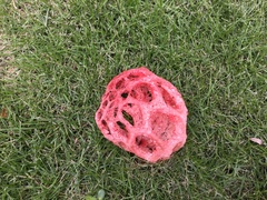 Clathrus crispus