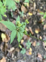 Sanicula canadensis