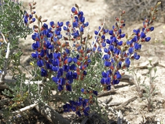 Psorothamnus arborescens minutifolius