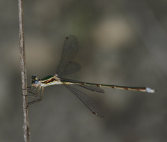 Lestes virens