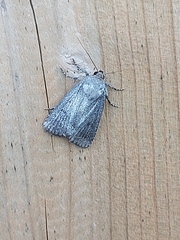 Amphipyra tragopoginis