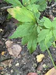 Sanicula canadensis