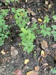 Sanicula canadensis