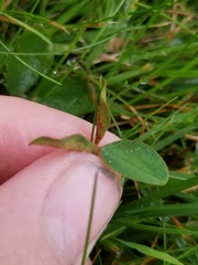 Dasineura trifolii