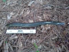 Siren intermedia