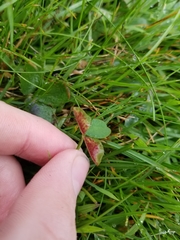 Dasineura trifolii