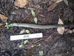 Siren intermedia