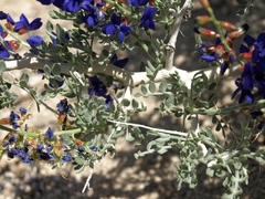Psorothamnus arborescens minutifolius