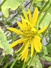 Silphium terebinthinaceum