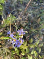 Symphyotrichum ciliolatum