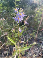 Symphyotrichum ciliolatum