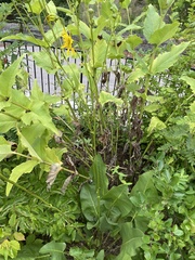 Silphium terebinthinaceum