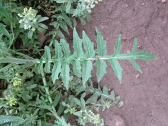 Sisymbrium altissimum