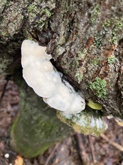 Rigidoporus populinus