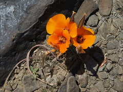 Calochortus kennedyi kennedyi