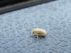 Ophraella communa