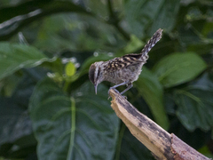 Campylorhynchus nuchalis