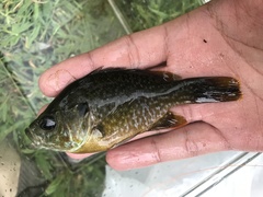 Lepomis macrochirus × cyanellus